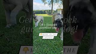 Livestock Guardian Dogs!!