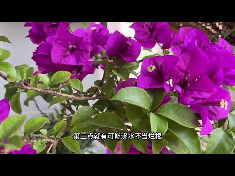 三角梅花谢后掉叶子？找准原因，新叶很快长出