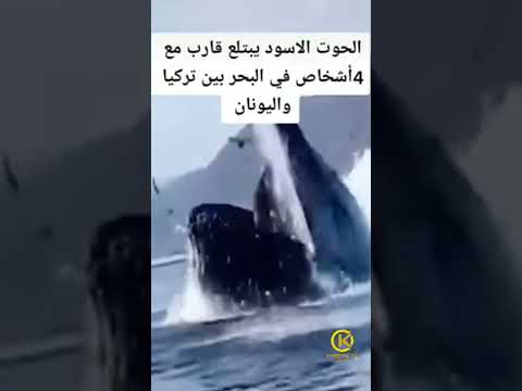 شاهد حوت يبتلع قارب على متنه أشخاص