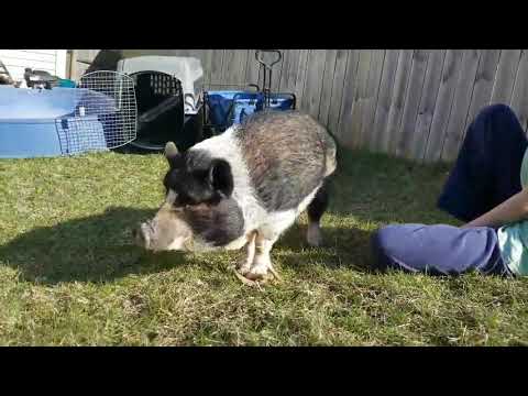 Pig's Hoof Split: The Shocking Truth!