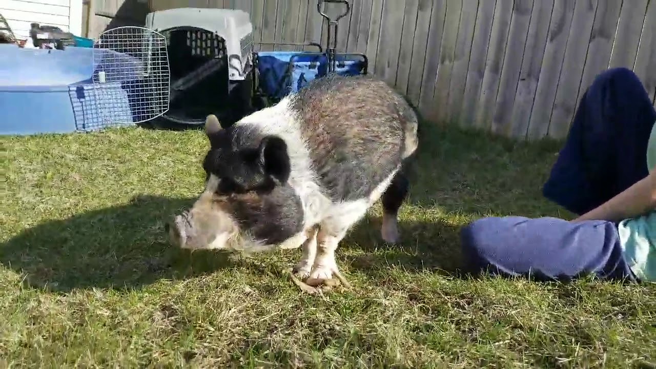 Overgrown pig hooves - Priscilla is rescued SAFE but needs a hoof trim