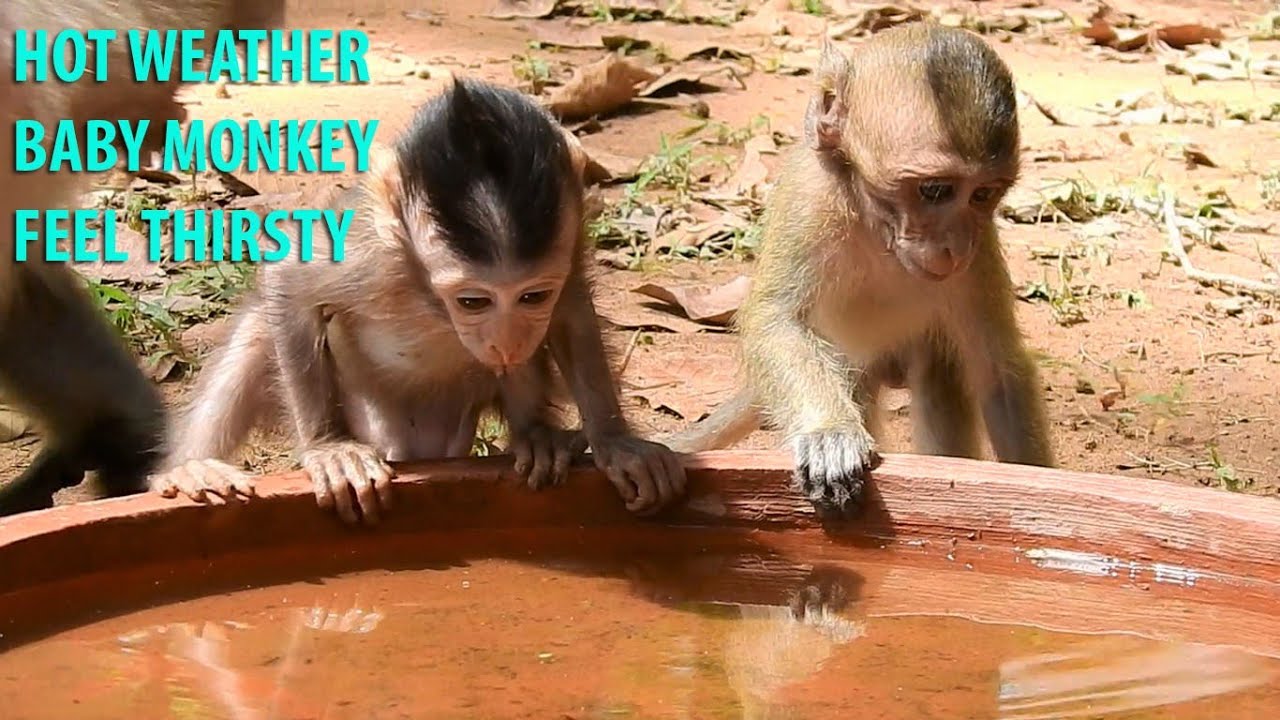 So Hot Weather!Cute BB Quinton Learn To Drink Water With BB Dakota|Quinton Fun Play With Dakota