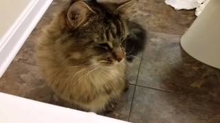 The Maine Coon Cat and The Bubble Bath by bluefire10899 3,568 views 9 years ago 3 minutes, 40 seconds