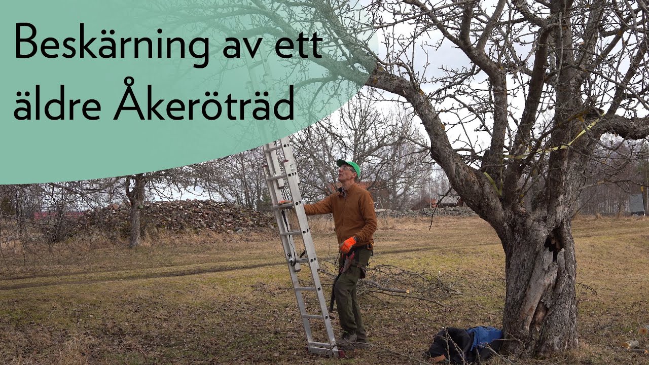 Beskärning av ett äldre Åkeröträd