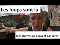 Les loups sont autour de la maison  je ne peux pas sortir mes chvres