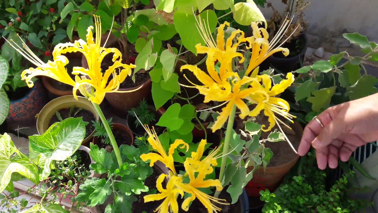 Golden Spider Lily Lycoris Aurea Plant Care How To Grow And Care golden-spider-lily-lycoris-aurea-plant-care-how-to-grow-and-care