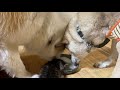 【母猫に捨てられた子猫】飼い主が帰宅すると犬みたいにすっ飛んでお迎えしてくれるようになりました🥹