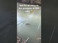 Subscribe to enter our rod and reel giveaway at 500 subs! #fishing #carpfishing #uk #carp #fish