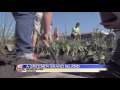 News 5 at 10 - Grand Island Debuts its New Bioinfiltration Garden / September 27, 2014