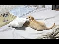 枕をブンブンしている現場を見られた子犬の反応が可愛いw