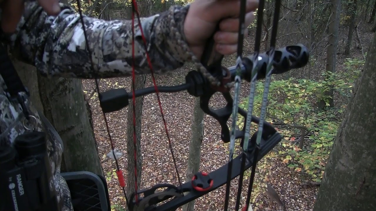 Shot video (raw footage) - Owner wanted a yearling, so gave him a yearling.
