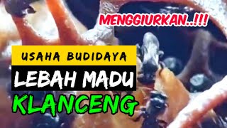 🐝 Budidaya Lebah Madu Klanceng/Kelulut/Trigona Jauh Lebih Menguntungkan #1 #trending #video 🐝