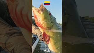 Колумбия - приключение для любителей экзотической рыбалки