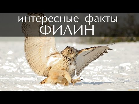 Интересные факты о Филине (Фото и Видео)