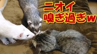 猫とフェレットの相性と同居する時の注意点 | ねこちゃんホンポ