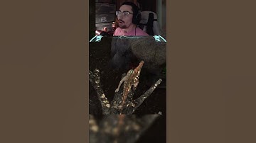 Galli Thought he was safe against a Parkour T-rex | The Isle Horde-test #theisle #gaming #dinosaurs