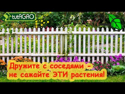 НЕ САЖАЙТЕ ЭТИ РАСТЕНИЯ ПО МЕЖЕ и У ЗАБОРА! Соседи ПРОКЛЯНУТ и сами будете НЕ РАДЫ!