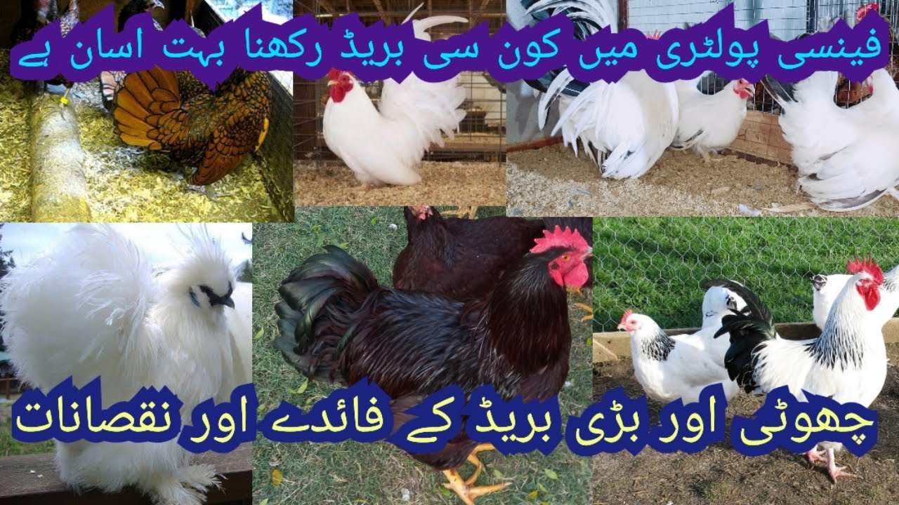 Benefits and disadvantages of Small / Heavy Fancy Poultry/Very strong