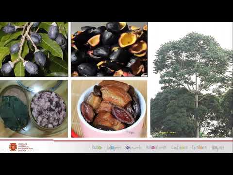 Tuần 23 Đoạn văn trong bài văn miêu tả cây cối Lớp 4