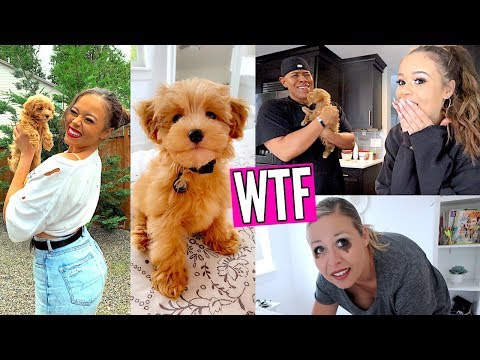 surprising-my-parents-with-a-puppy!-*emotional*-|-heyitssarai