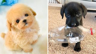 Baby Dogs 🔴 Cute and Funny Dog Videos Compilation #44 | 30 Minutes of Funny Puppy Videos 2022