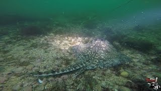Camp & Dive in Cornwall