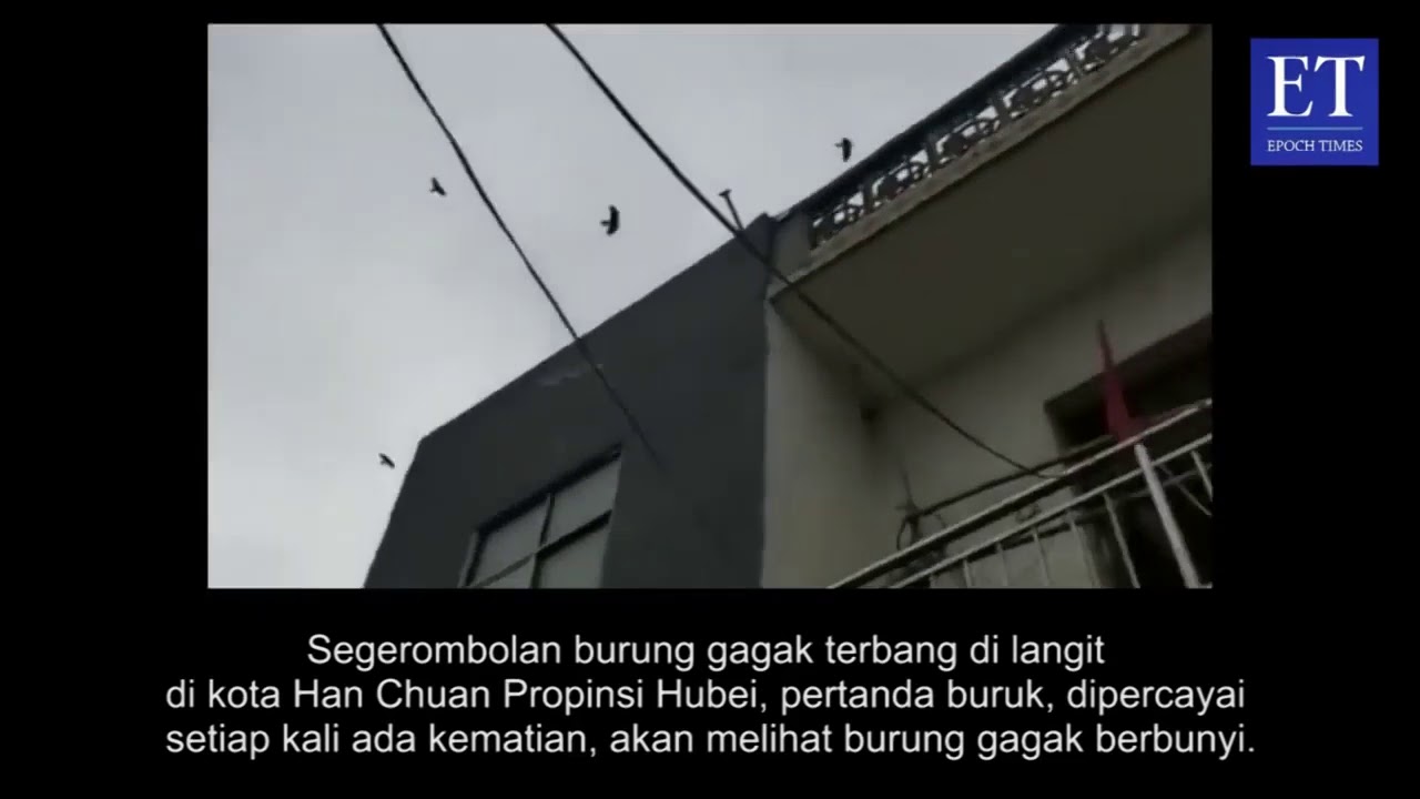 Lagi Viral Fenomena Langkah Burung Gagak Menyerbu Wuhan Cina