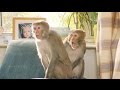 Monkeys bring the fun in new sun advert