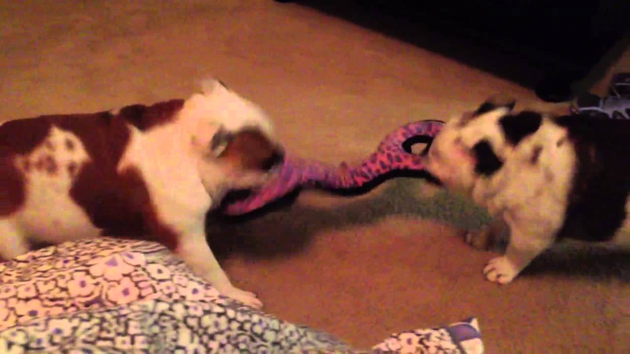 clips for crocs Fun play animal bulldogs! Tug time