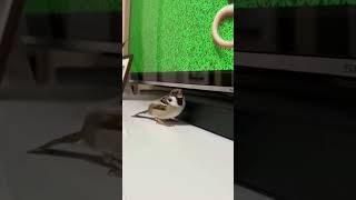 “This bird chose violence… on a screen 😭”#shorts#youtubeshorts#viralshorts#funnyanimals#animalshorts