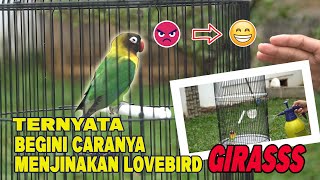 CARA MENJINAKAN LOVEBIRD GIRAS