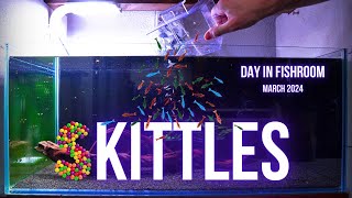 Making SKITTLES SHRIMP aquarium | PYGMY CORYDORAS breeding | A DAY in the FISHROOM MARCH 2024
