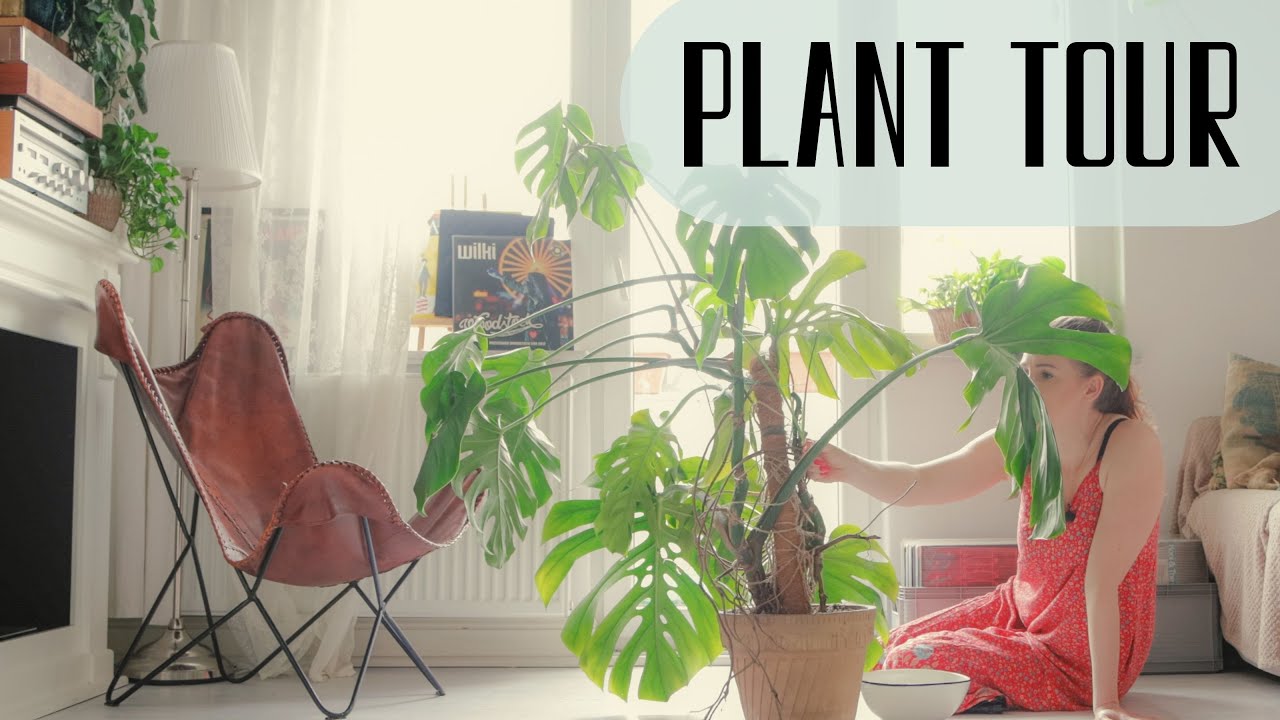 Plant tour // Wszystkie moje rośliny - relaksujący przegląd i podlewanie setek pnączy