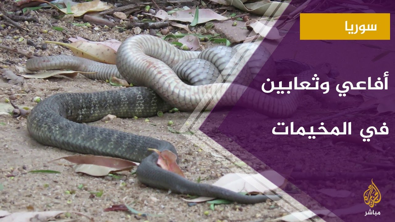 أفاعي وحشرات تقتل السوريين داخل المخيمات !