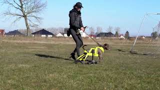 Staffordshire Bull Terrier - First Little Pulling Training 8 Months