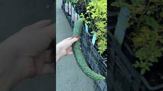 🥒 Огурец Китайское чудо F1 #garden #дача #огород