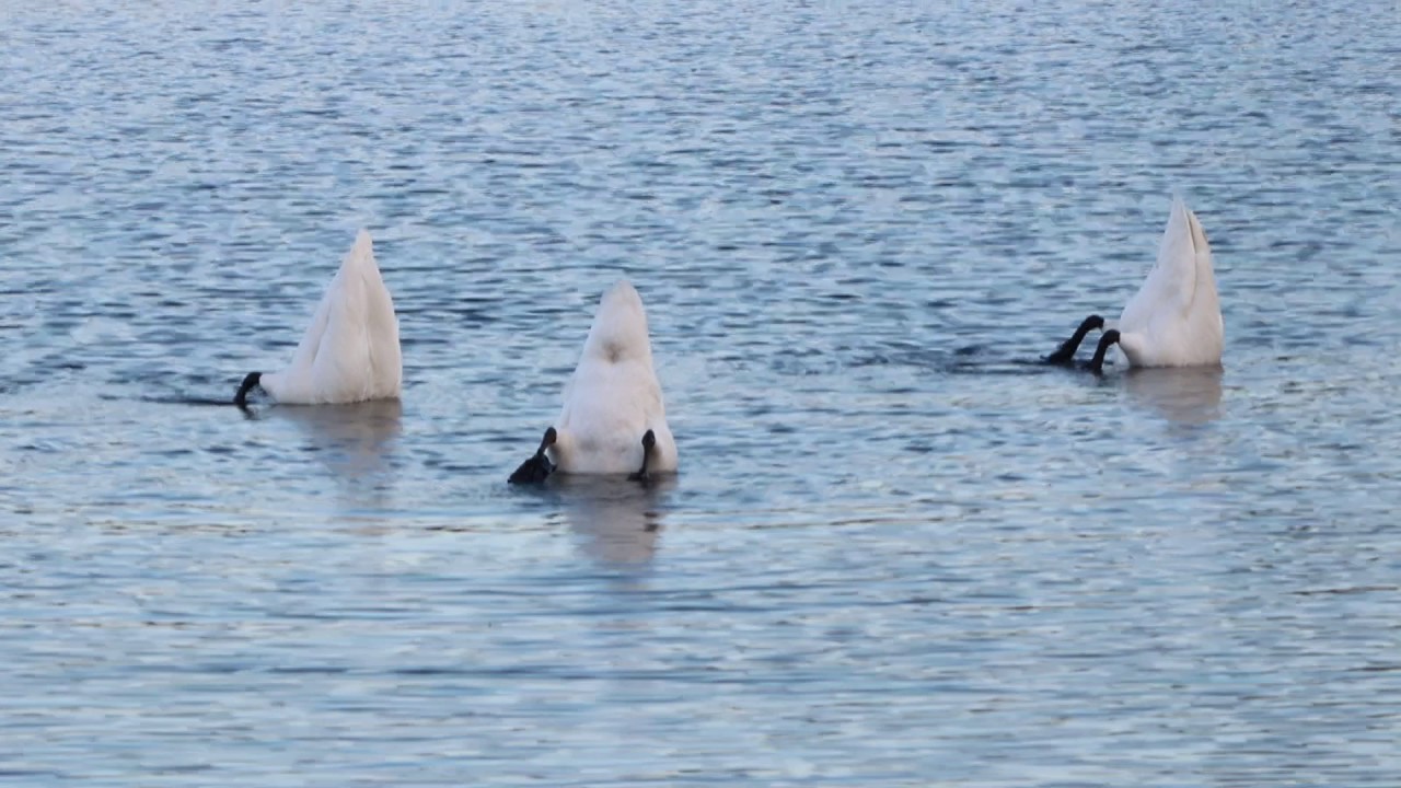 Waterfowl Party! birds chirping