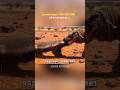 हनी बेजर की पहली हार, komodo Dragon ने जिंदा निगल लिया | #shorts
