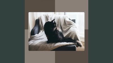 Pulsating Backdrops for Cute Cats