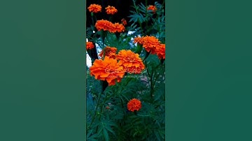 الحمد الله رب العالمين 🧡سورة الفاتحة تلاوة خاشعة حالات واتس اب دينية 🧡🧡