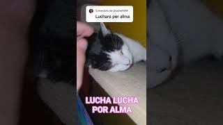 #viral #cat #trending