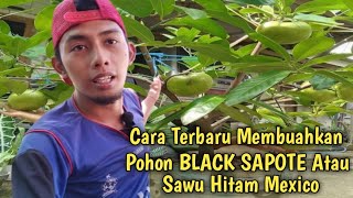 PENEMUAN TERBARU..!! Membuahkan BLACK SAPOTE / Buah Puding Coklat