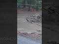 Massive Mudslide And Flash Flooding Hit San Bernardino Mountains