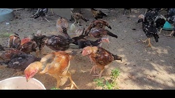 QAIB EJ SAMBA COV ME NYUAM NAWB 6/19/2022