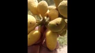 Bin Hare No  18 Msenangu Dama