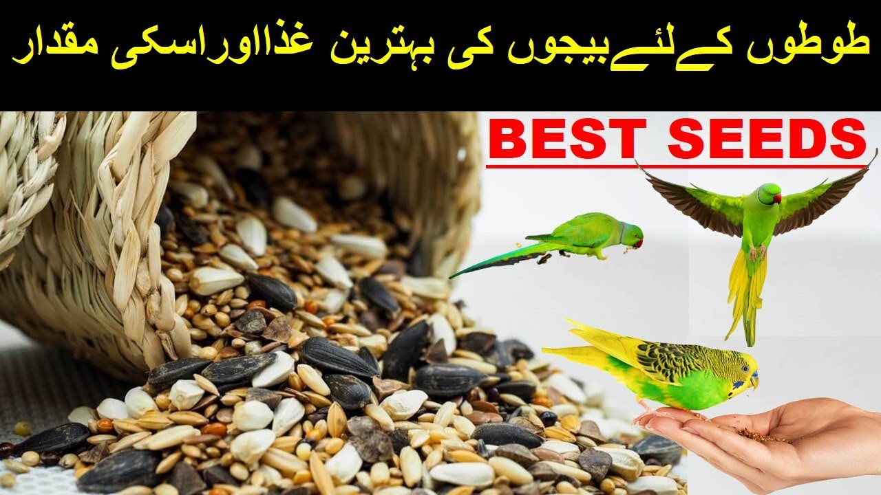 How to Make Mix Seeds For Parrots / Best Mixed Seeds For Parrots