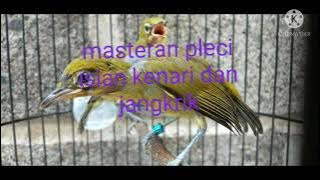 masteran pleci tembakan kenari dan jangkrik