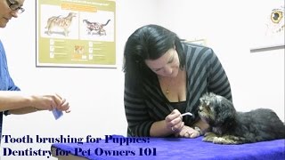 Tooth Brushing For Puppies: Dentistry for Pet Owners 101 Dentistry For Pet Owners 101 Toothbrushing Objectives