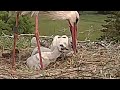 Küken frisst | Altlandsberg Storchennest | 24.05.2024