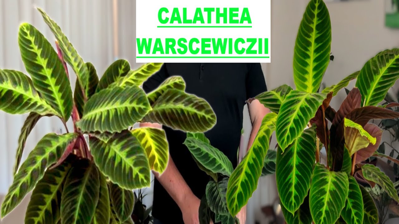 CALATHEA WARSCEWICZII Y SUS CUIDADOS